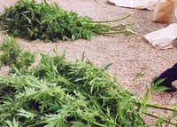 Stansbury woman reported for cultivating cannabis post image