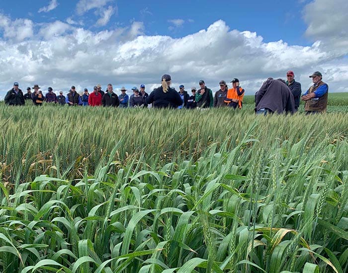 GRDC seeks proposals through Grain Adopt post image