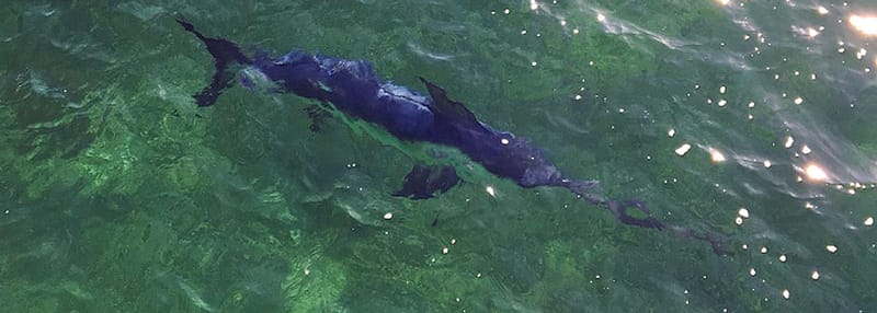 Marlin spotted at Moonta Bay post image