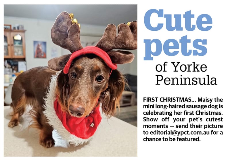 Cute pets of YP post image