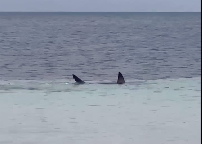 Shark spotted close to Port Hughes shore post image