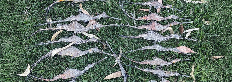 Mass deaths as foam moves north post image