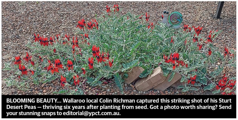 Stunning Pics post image