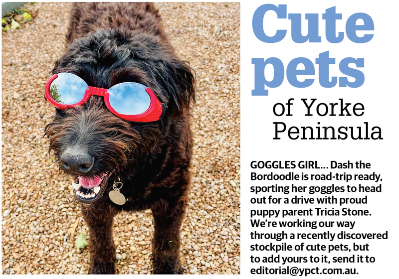 Cute pets of YP post image