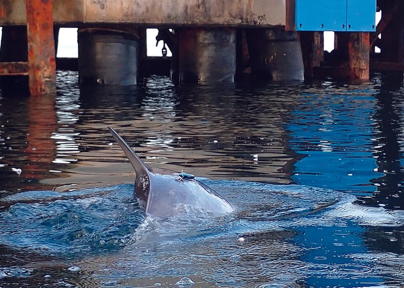 Mother and baby reunited post image