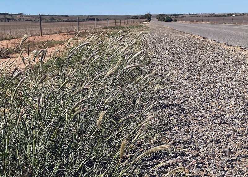 Roadside weeds spark region-wide conversations post image